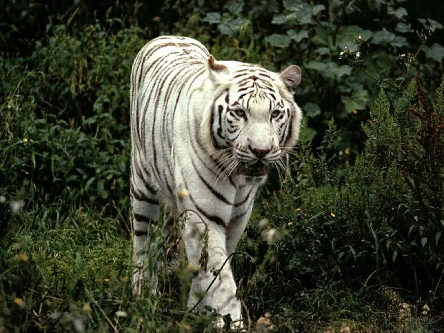 Download an attractive photo for a post of a tiger in a scary forest in high quality