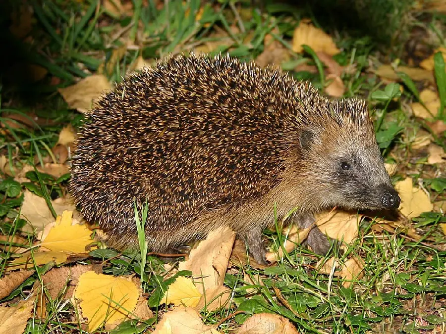 The simplest close-up image of a brown hedgehog for professionals