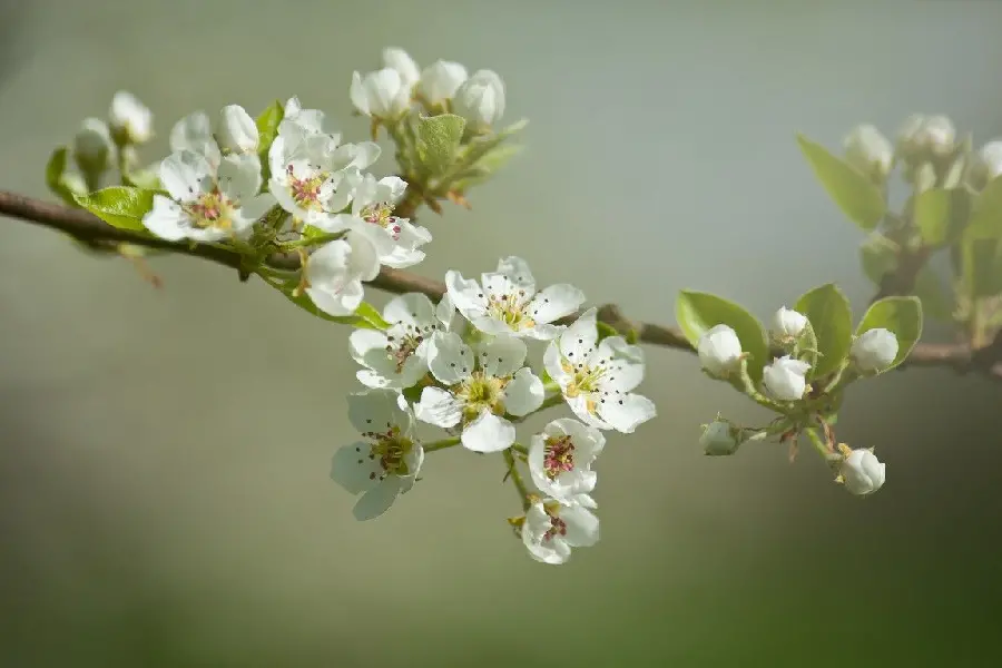 A beautiful portrait of an apple branch with white and unique blossoms