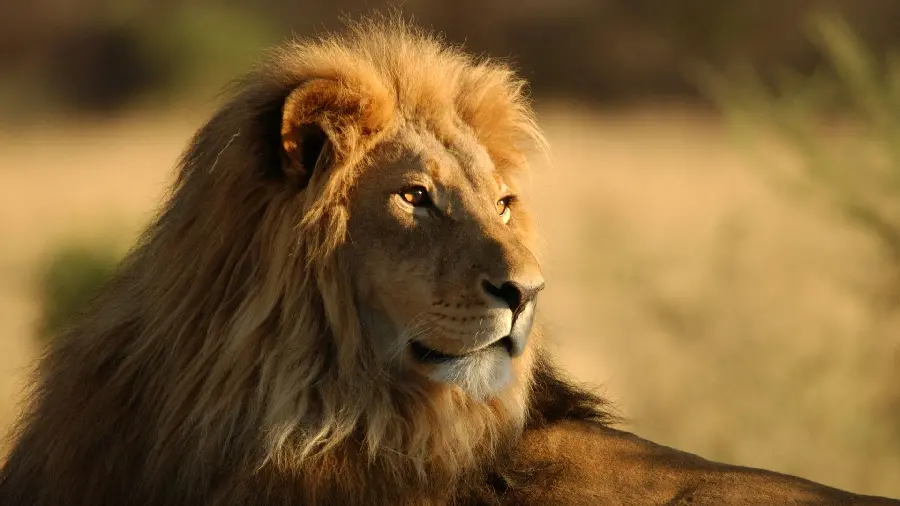 Free download of a real lion photo in the forest for background and profile 