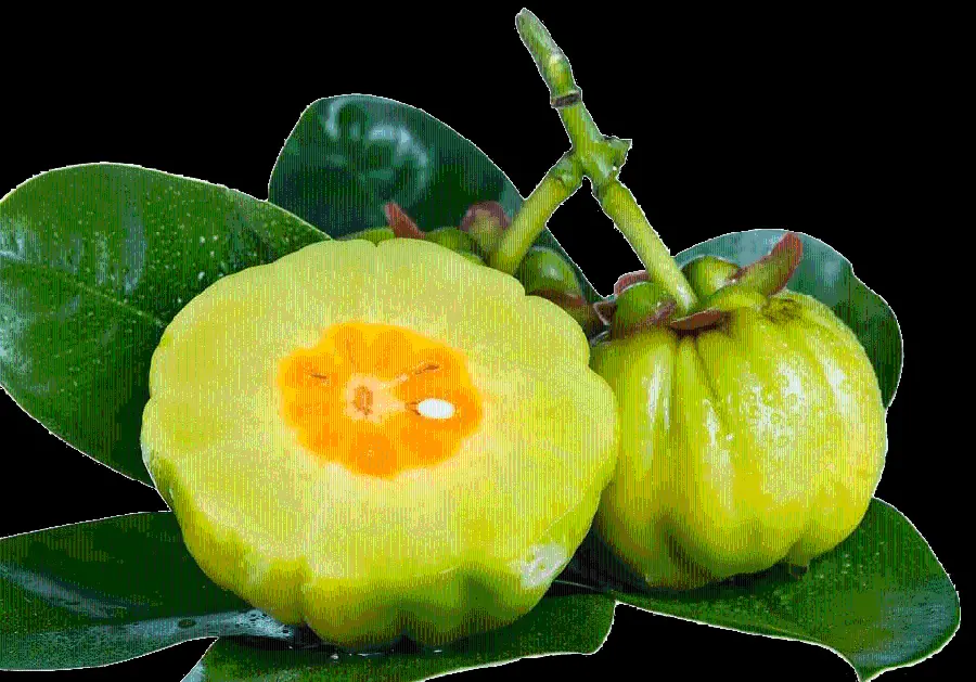 The most beautiful real photo of the Targil tree and fruit Full HD 