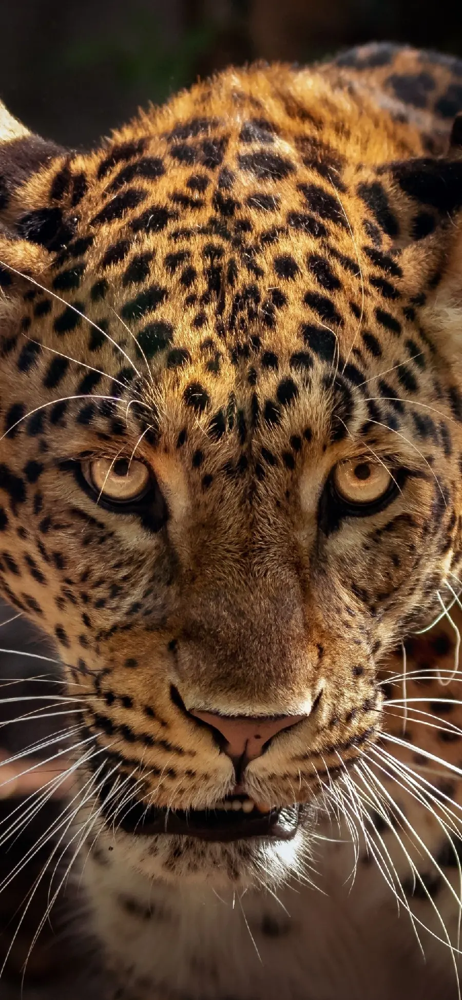 Background of a jaguar roaring to scare its prey from a direct view