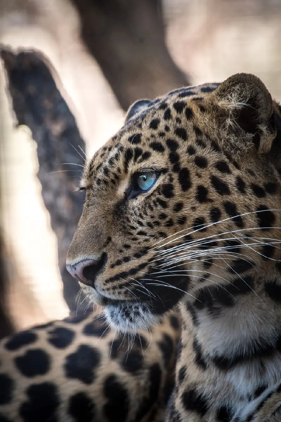 Phone wallpaper photo of a leopard's profile with attractive eyes