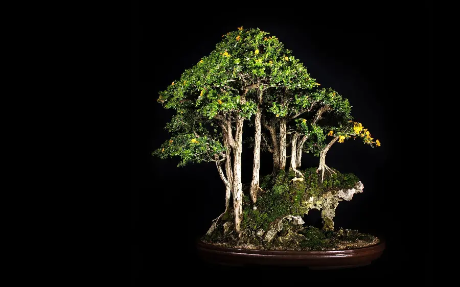  Amazing and beautiful wallpaper of a bonsai tree with a beautiful black background 