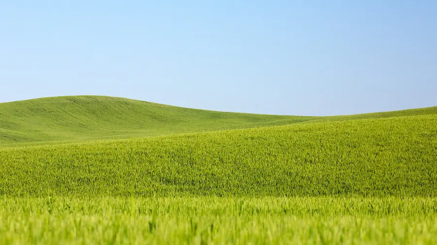 Beautiful and lovely desktop background from the green plains 