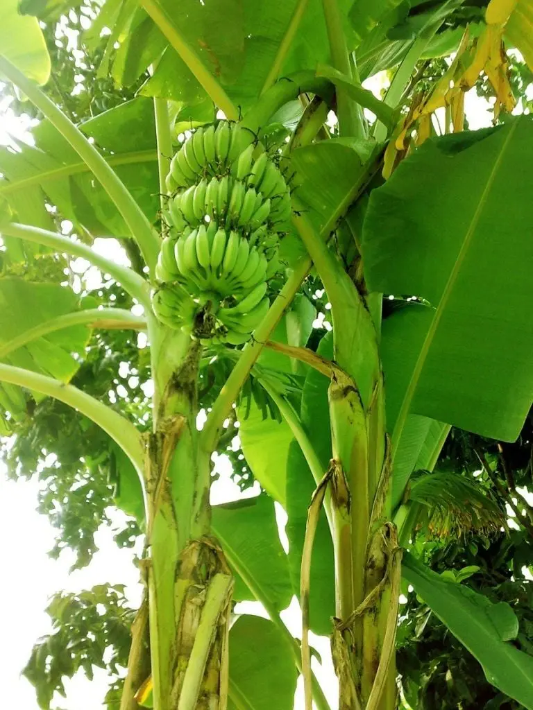 Beautiful Banana Tree Profile with Green and Unripe Bananas