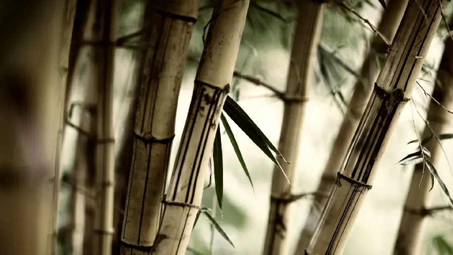 Brown bamboo tree wallpaper from close up full HD 