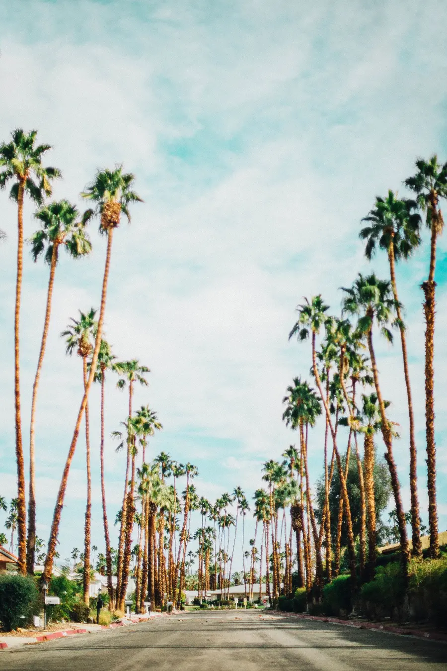 Download free wallpaper of palm trees on both sides of the road for your phone