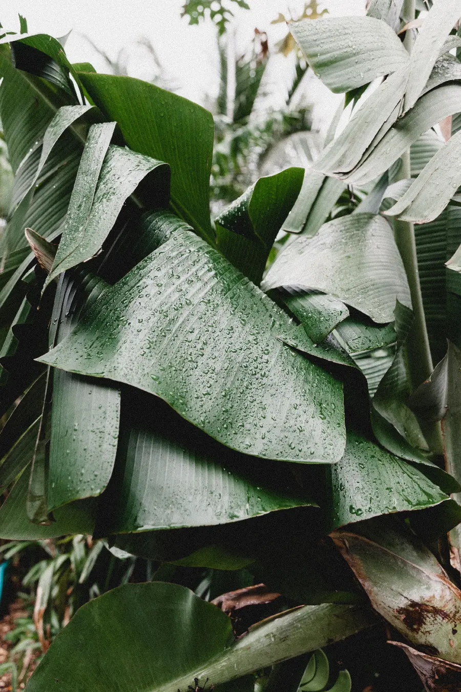 Beautiful profile picture of banana leaves with dew drops