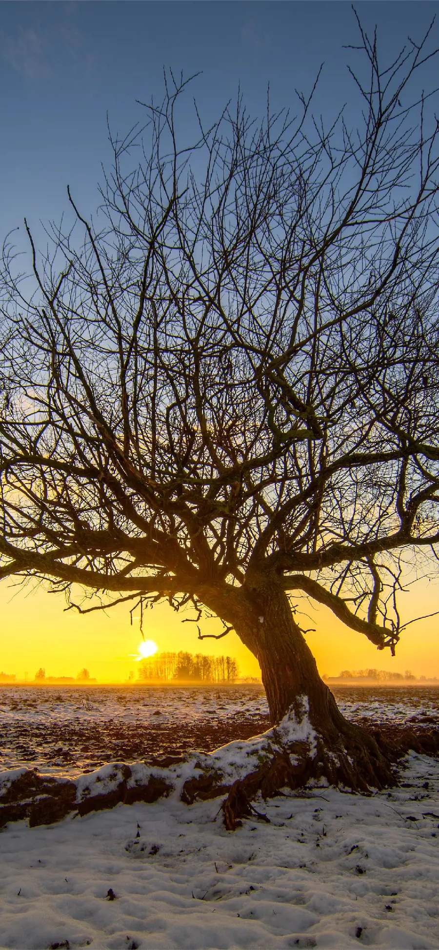  Beautiful wallpaper of a lonely tree with a beautiful sunset 