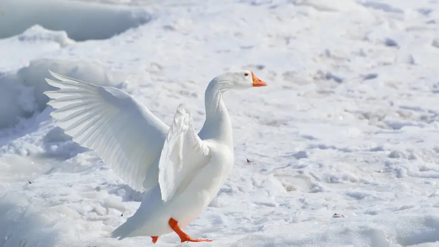 Unique and spectacular photo of a white goose for computer images 