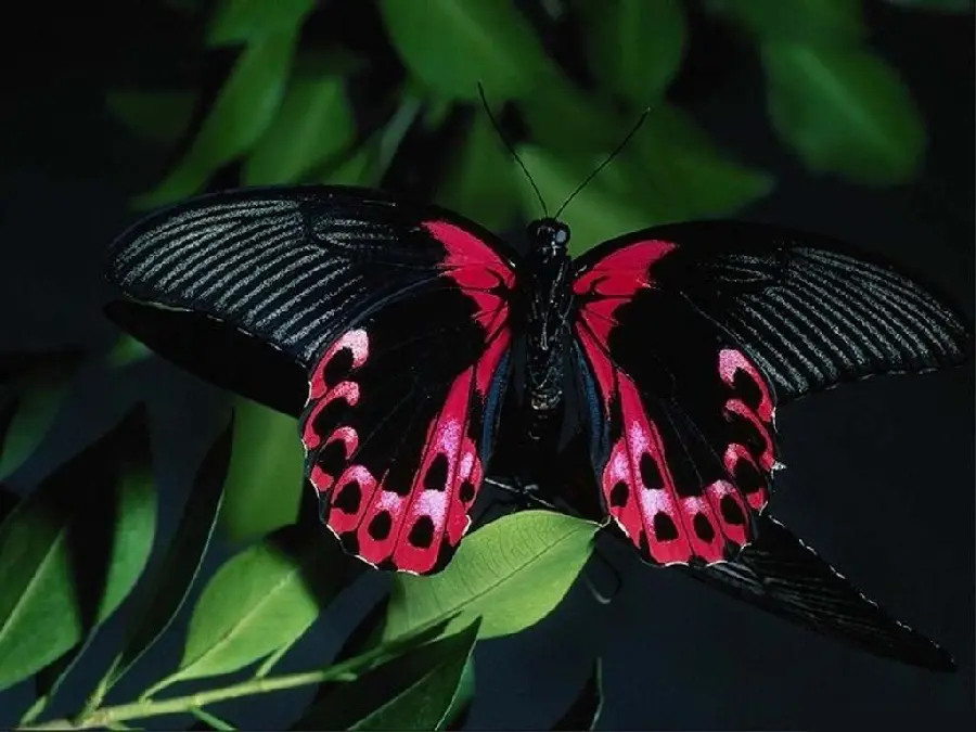 Attractive and spectacular photo of a black butterfly with red wings