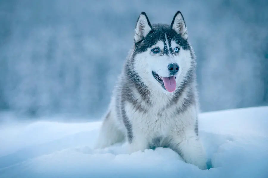  A background of a beautiful white husky dog ​​with big and beautiful eyes