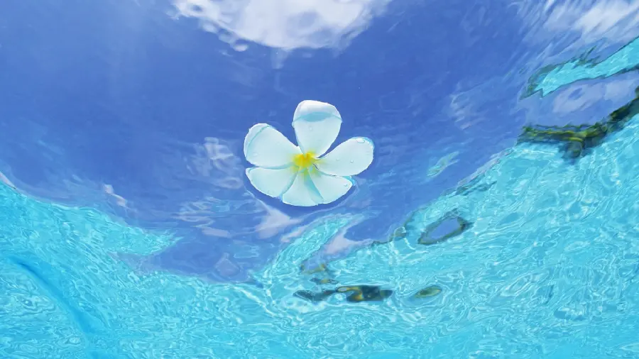 Unique background of white flower in water with excellent quality 