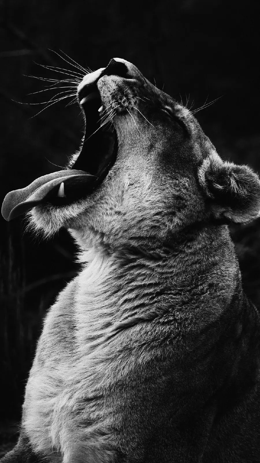 Black and white lion roar background for powerful women