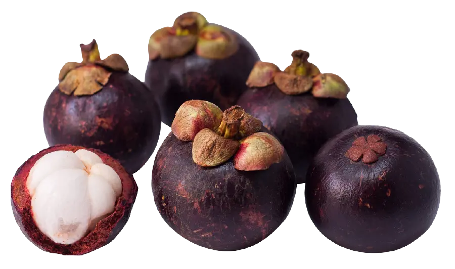 Free and very beautiful photo of the tree fruit with the highest quality 