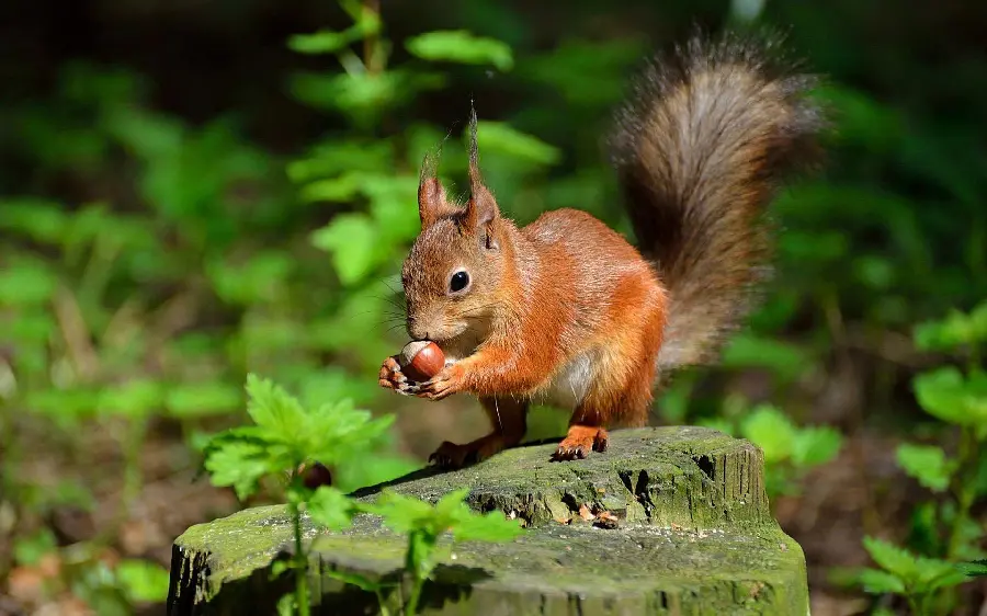Download a very beautiful wallpaper of a beautiful squirrel in the forest