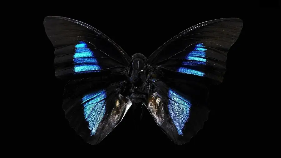  Extremely beautiful wallpaper of a black butterfly with blue wings 