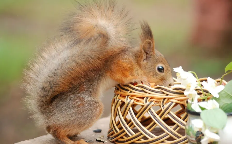 Unique wallpaper of a beautiful squirrel with a long tail