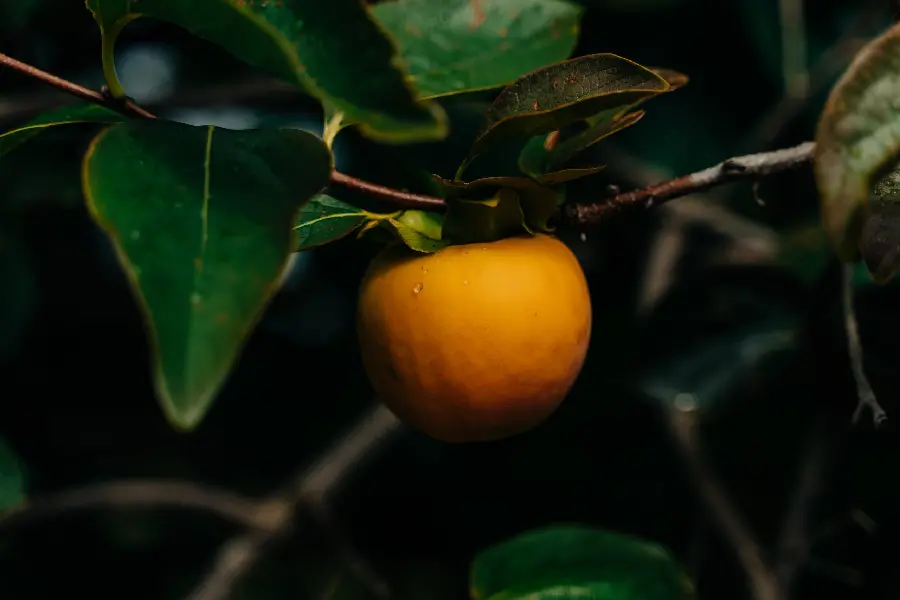 Download a very pleasant and artistic photo of persimmons hanging from a tree branch