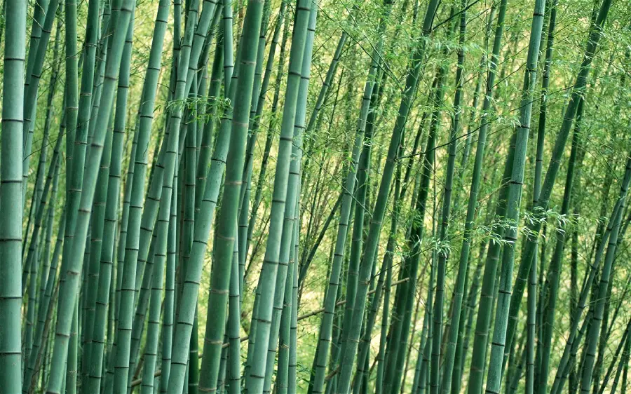 Beautiful and spectacular image of a forest of magical and tall bamboo grasses