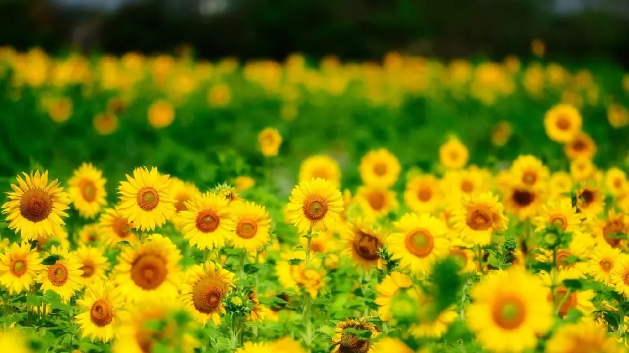 Lovely 5k file of a sunflower field in the summer season suitable for printing a picture