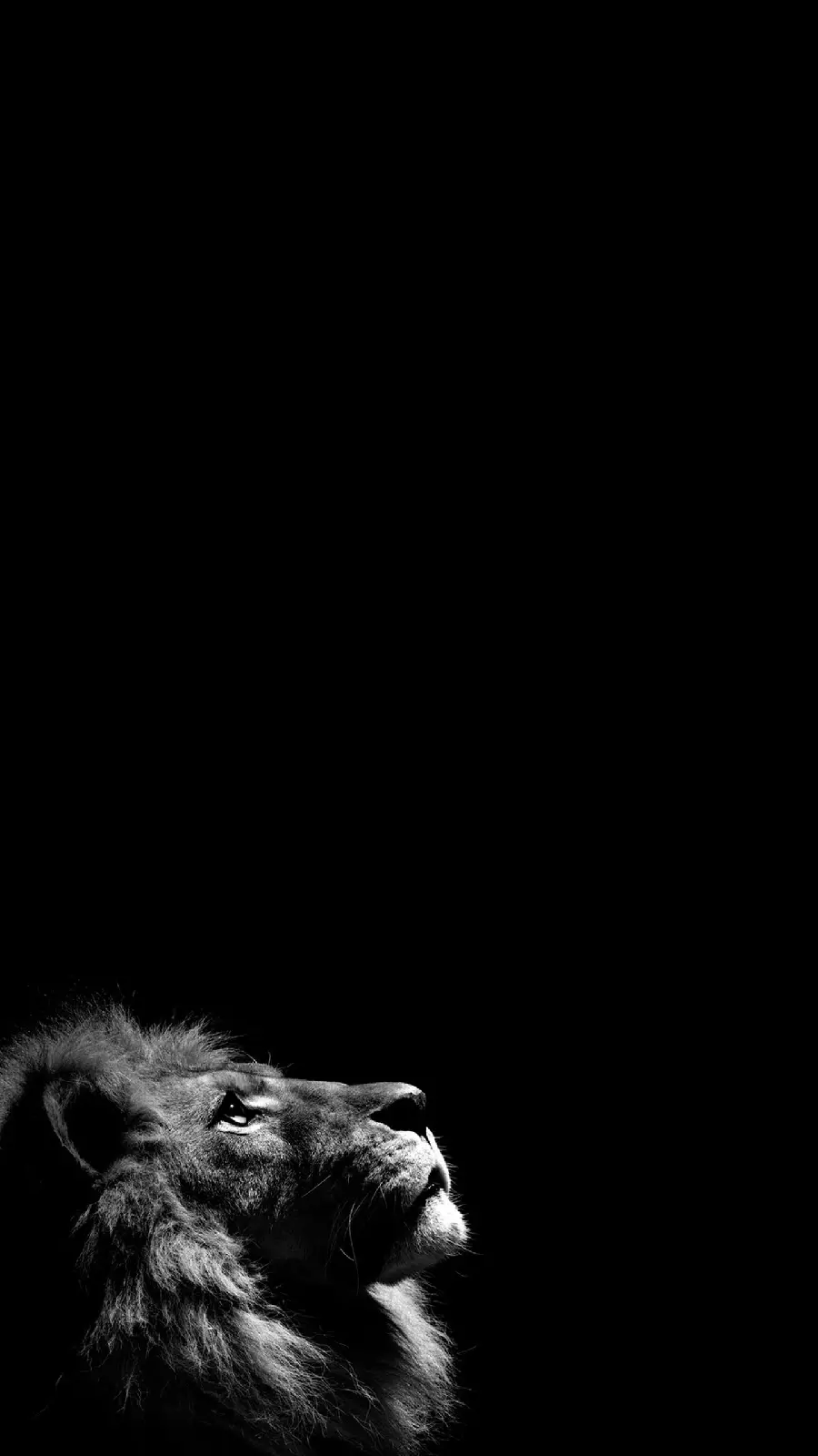 Black and white portrait photo of a lion looking up suitable for phone backgrounds