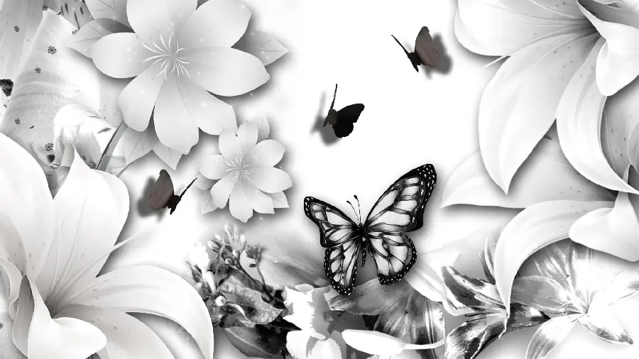 Black and white butterfly photo for Telegram and WhatsApp