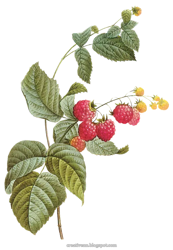 Uncropped red raspberry PNG image with a white background