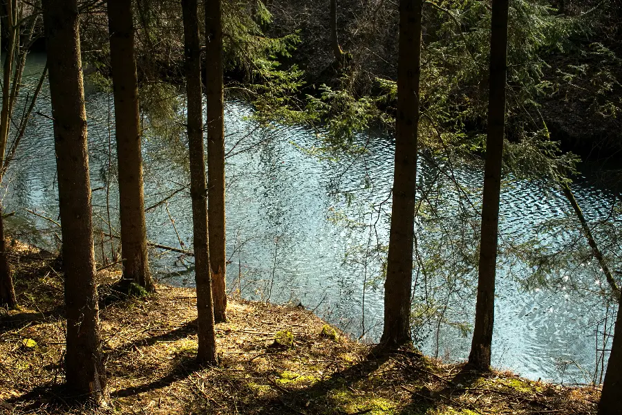 Download the image of the river next to the trees for printing paintings and posters 