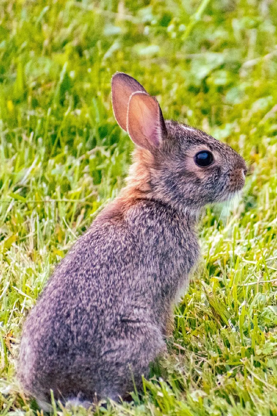 A picture of a wild rabbit resting for wildlife enthusiasts