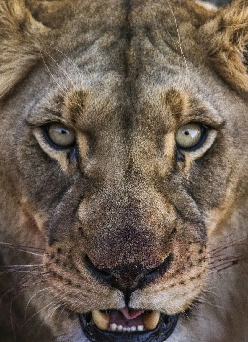 Amazing female lion background with beautiful green eyes