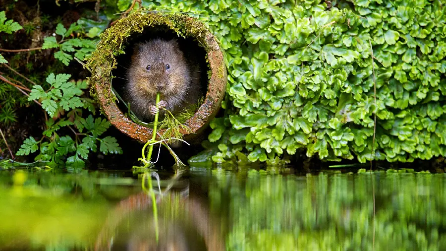 Wallpaper photo of a hamster chewing vegetables by the swamp