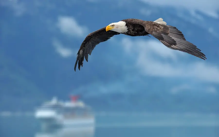 Eye-catching eagle in the sky background for high-flying laptop