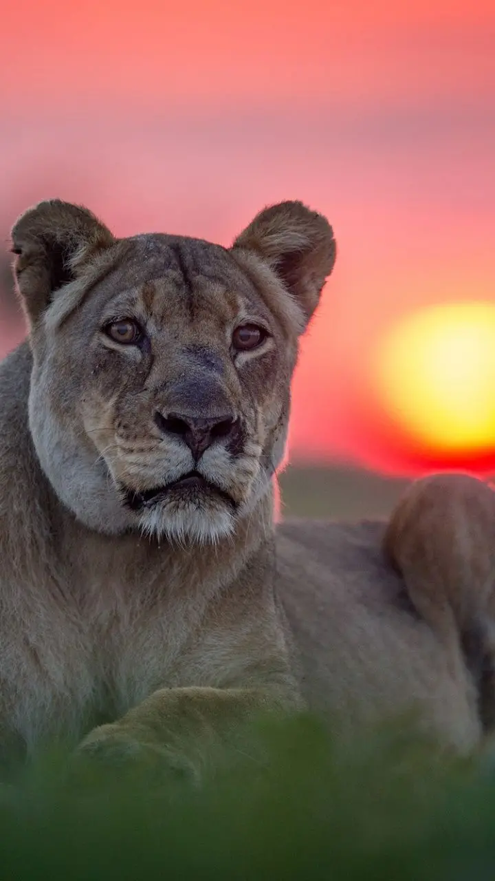 Glorious lioness wallpaper in the fiery sunset