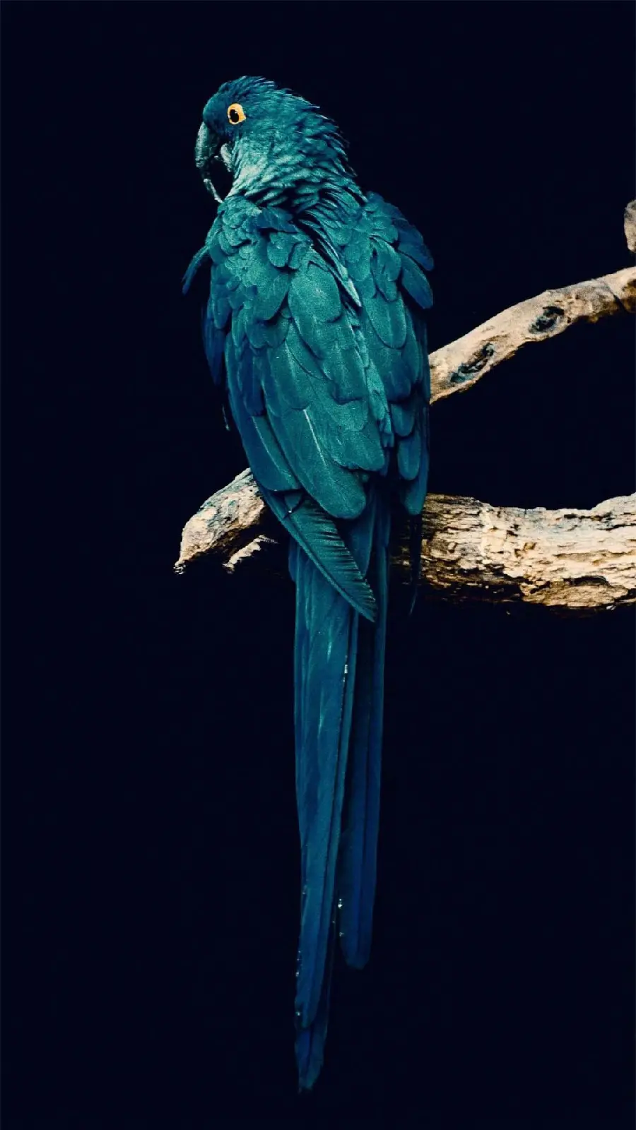 Beautiful Blue Green Parrot Wallpaper for Samsung Phones