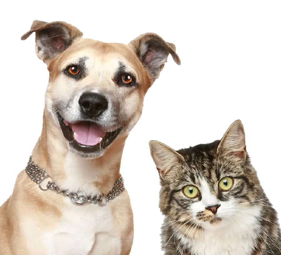 Photo of a dog and a cat together PNG PNG without a background 