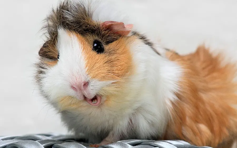 Stock photo of googly piglet with long whiskers