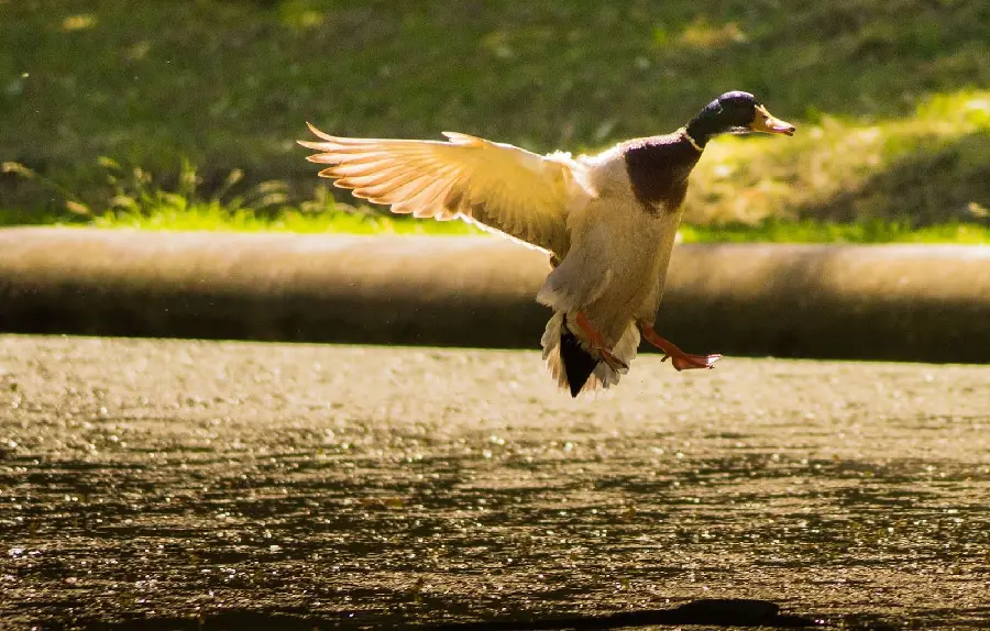 Cool summer profile of a cute duck or mallard in the lake 1402
