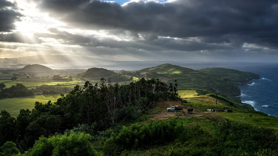 A pleasant landscape wallpaper of a green forest with domestic animals by the sea