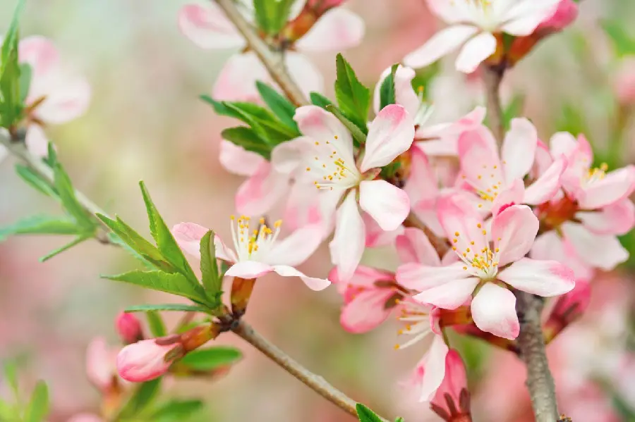 Unique and beautiful image of pink and white peach tree blossoms 