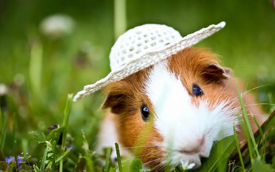 Unique and beautiful photo of a guinea pig with a hat on his head