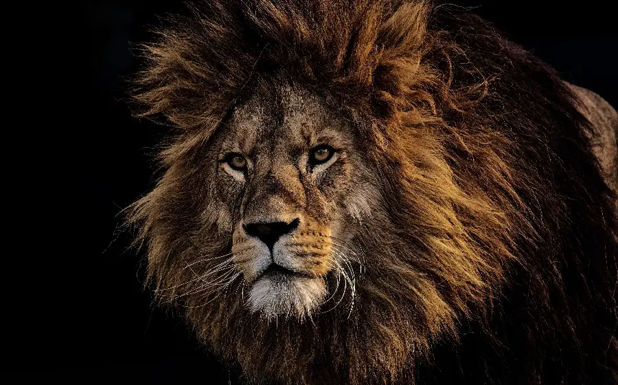 Real lion stock photo with black background for carpet printing