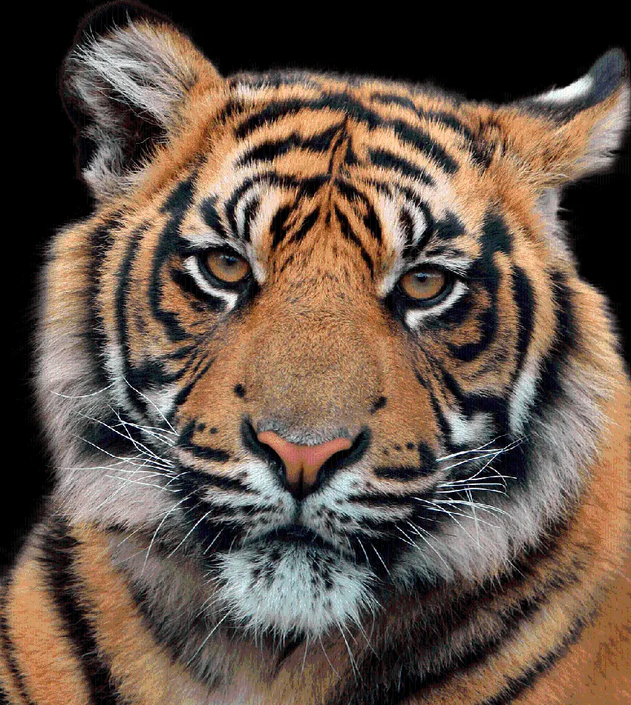 New and Real Photo of Tiger Cropped without background 