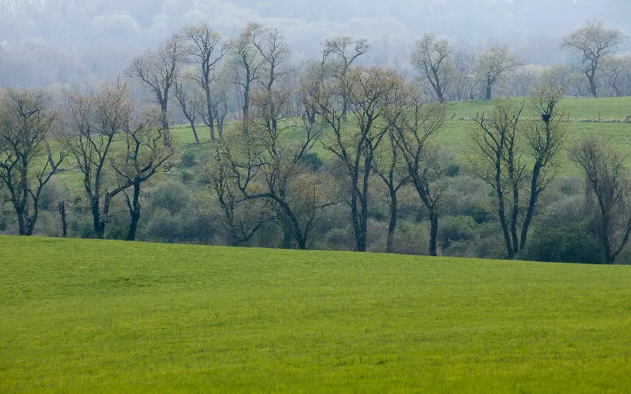 Profile photo of a lush plain with a misty air of tall trees
