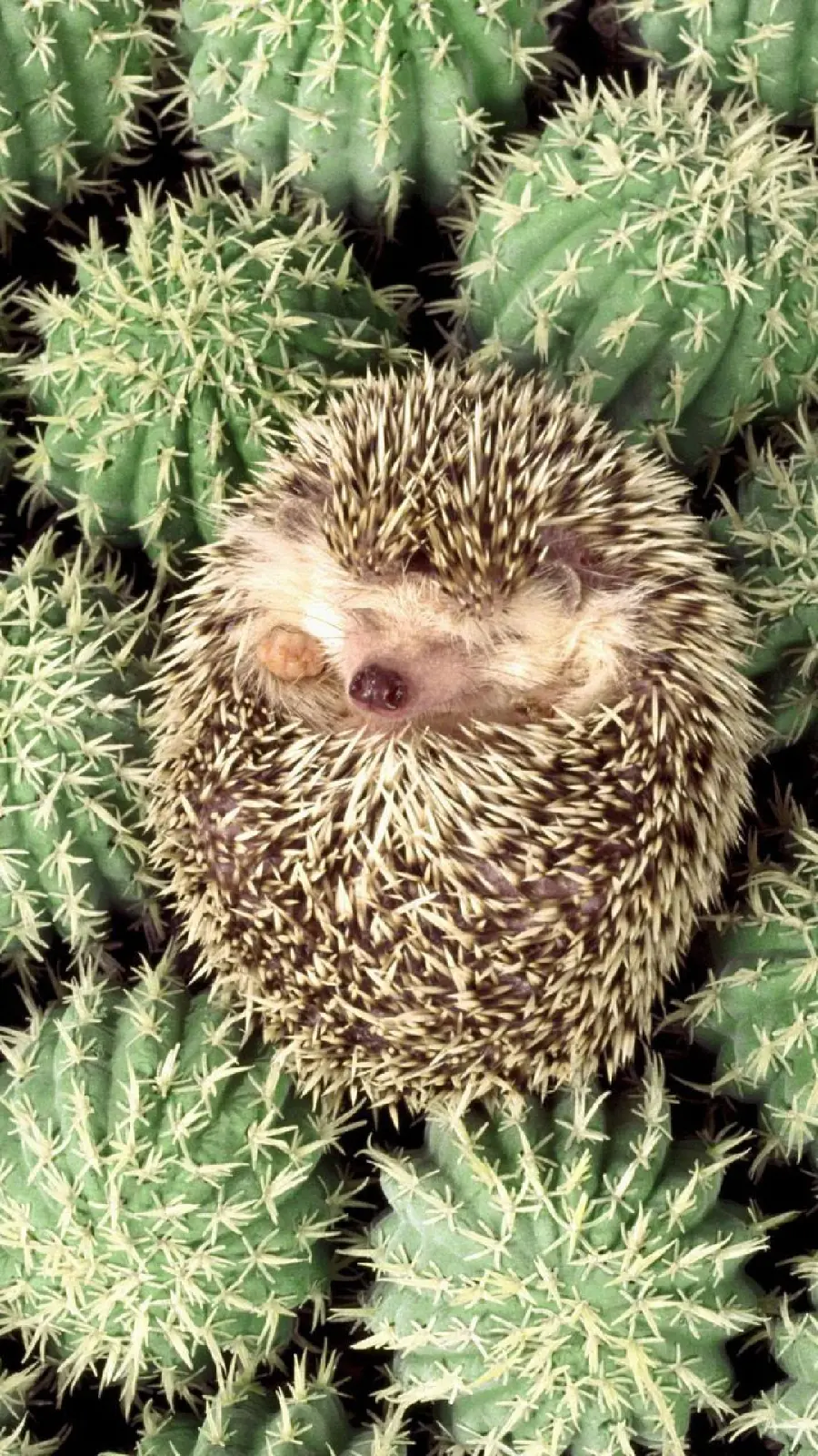 Interesting picture of a sleeping hedgehog and its similarities with cacti