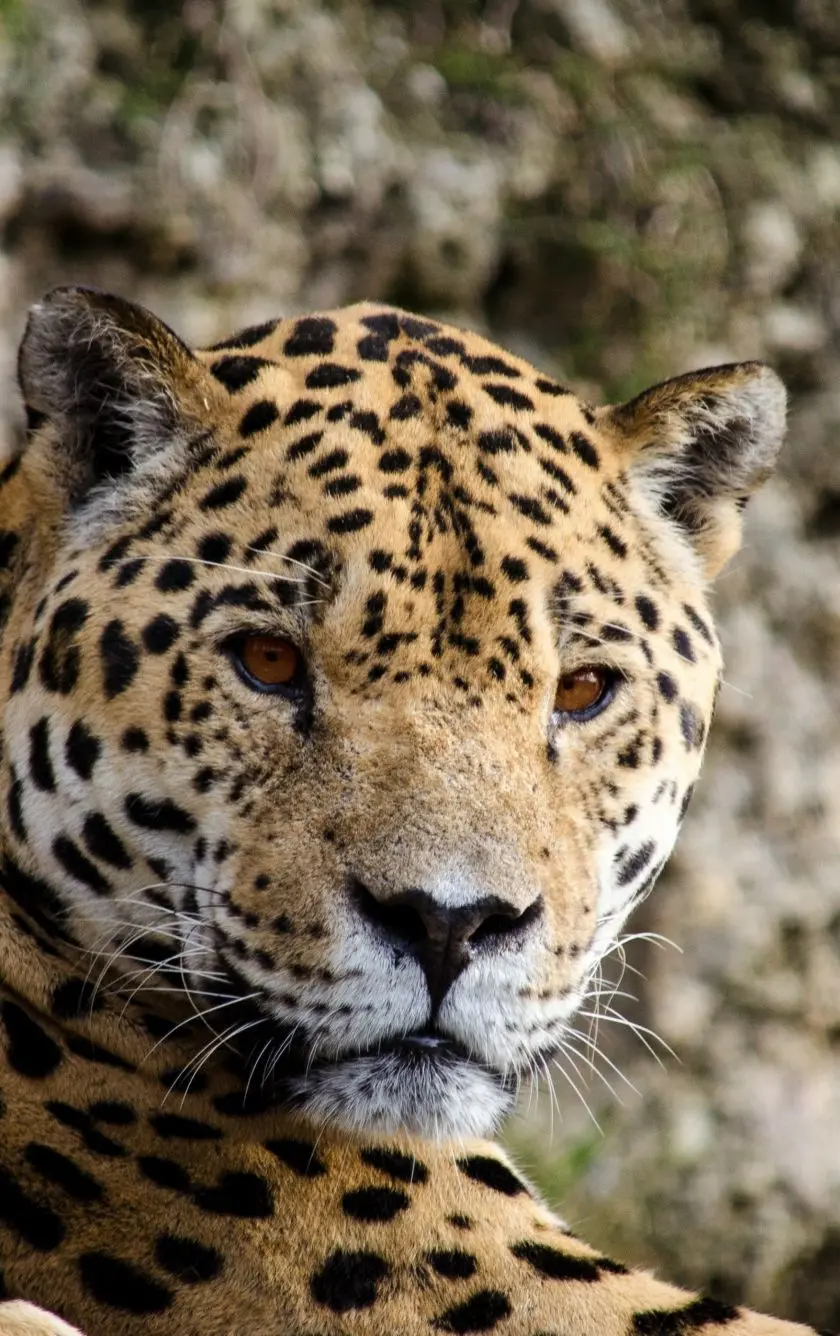 Attractive and beautiful Iranian jaguar wallpaper with red eyes