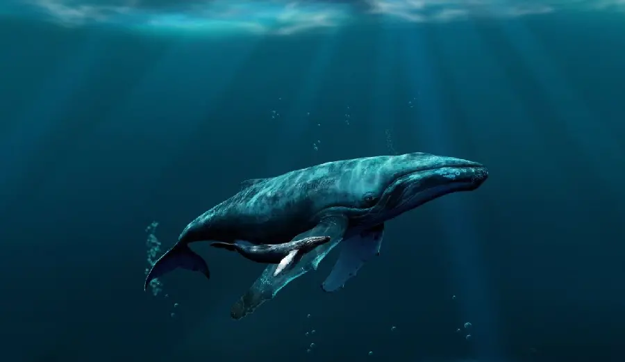 Amazing and beautiful background of a whale with a big mouth