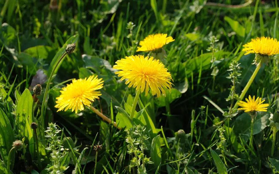 Stock image of canary yellow flower in a bunch of colorful green plants