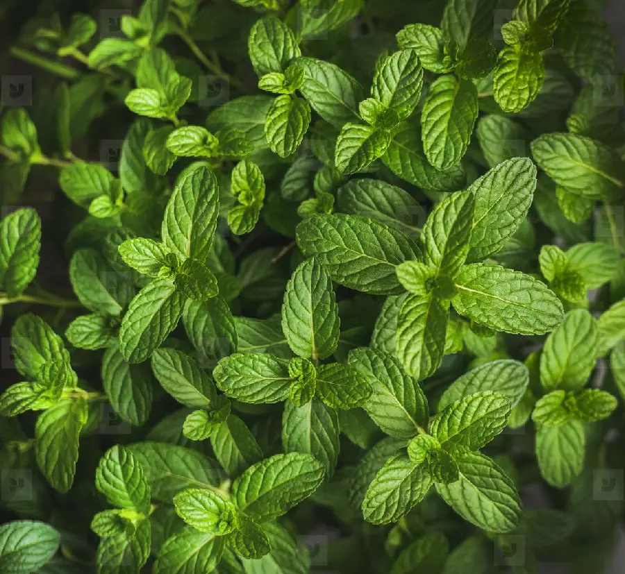 High quality photo of mint leaf texture with dark background 
